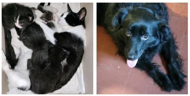 
	La gatta Morgana con i suoi cuccioli e gli orfani, e la cagnolina Queen

