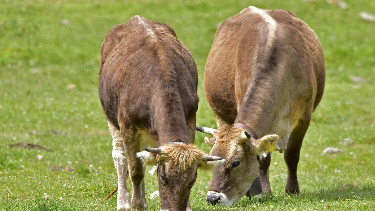 Bovini al pascolo