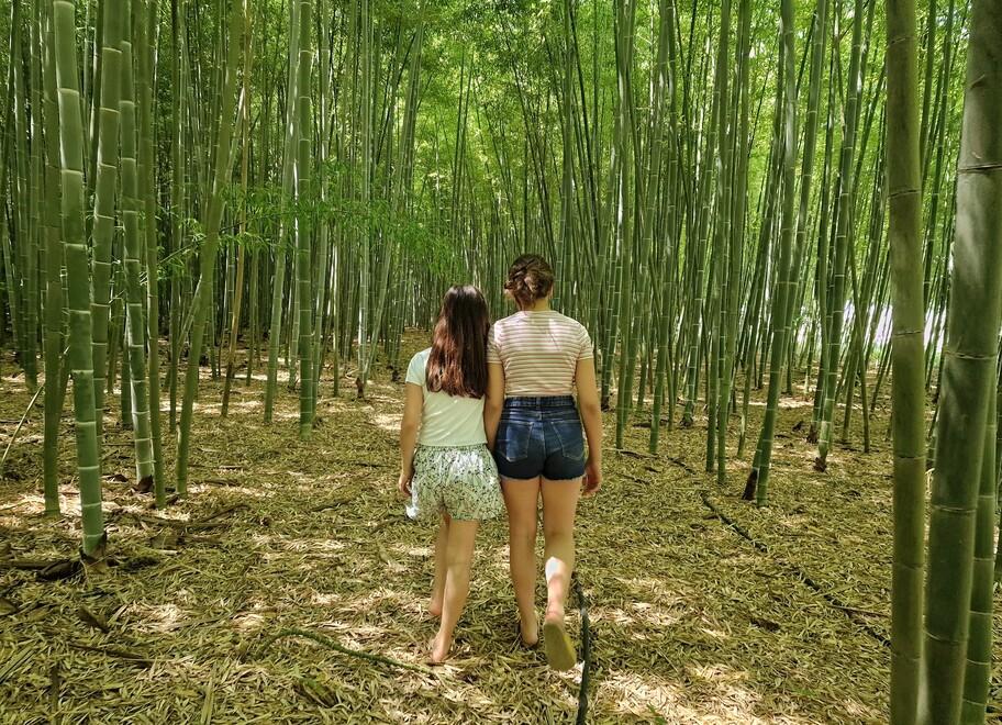 Il bambuseto di Ripapersico cuore verde: ossigeno per il territorio