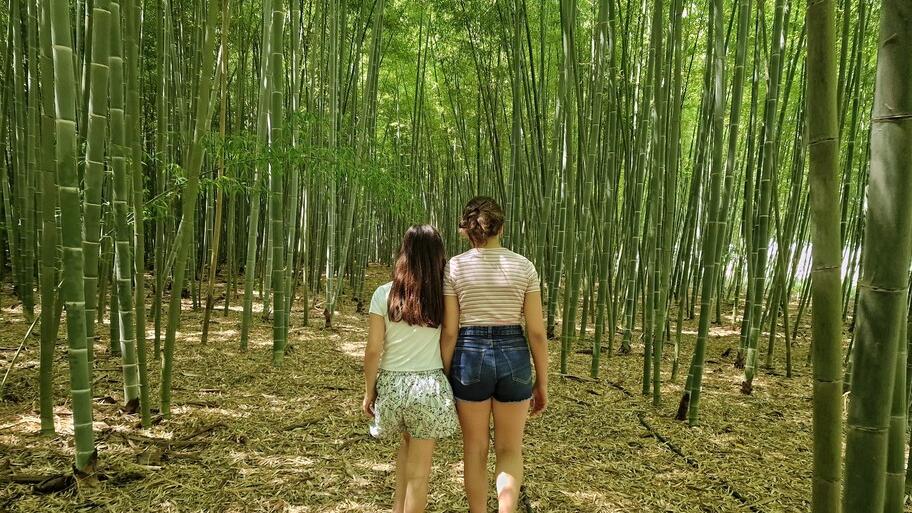 Il bambuseto di Ripapersico cuore verde: ossigeno per il territorio