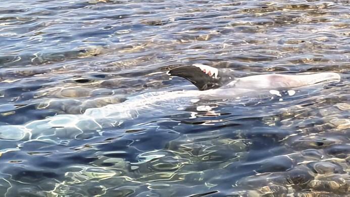 Delfino morto a Bosa, un’area a mare vietata alla balneazione