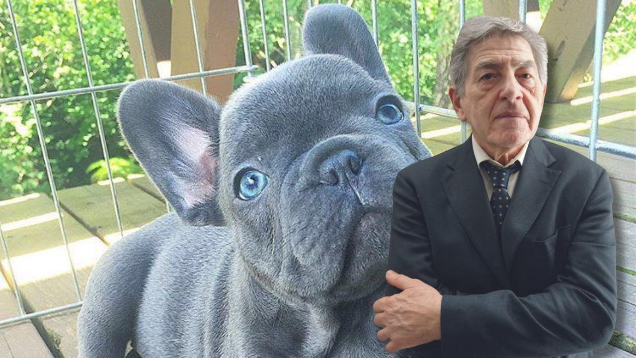 Il cane fu acquistato
come bulldog francese
ma il pedigree non c’è