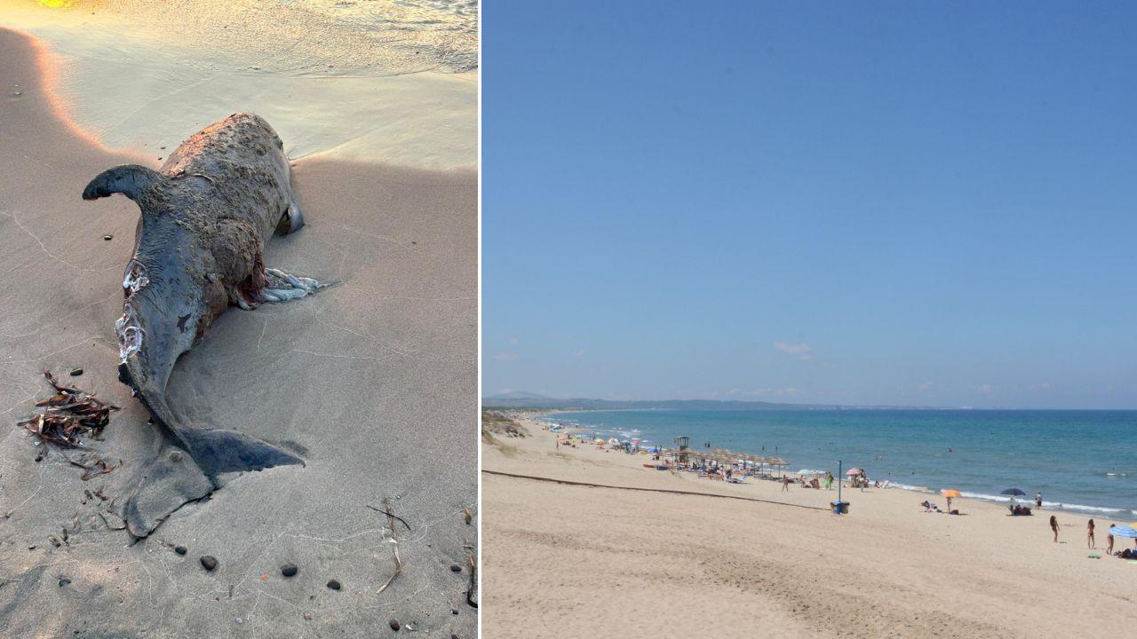 Il mare porta sulla spiaggia un delfino morto: «Difficile stabilire le cause»