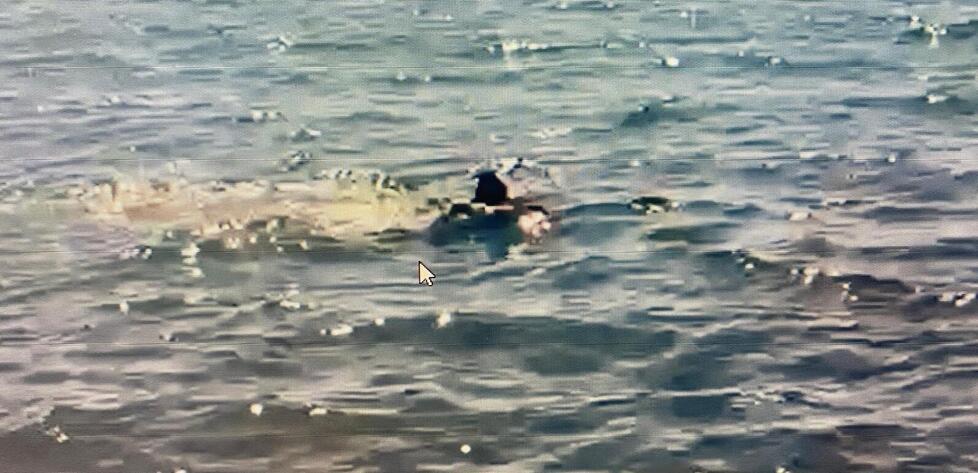 
	La manta nel mare davanti alla costa di Ronchi

