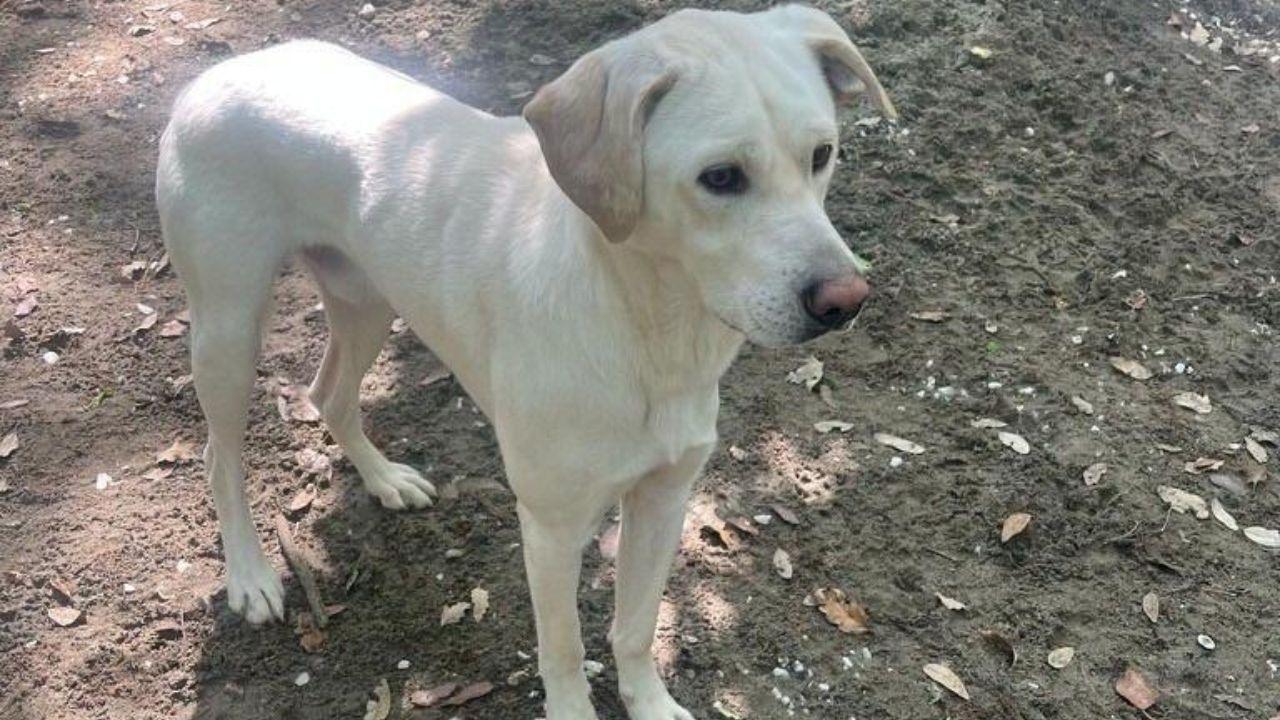 Livorno, Balù cerca casa: la sua famiglia non poteva più tenerlo