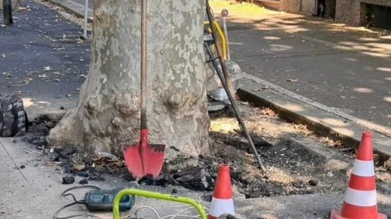 I lavori per ricreare una aiuola di terra e erba intorno a uno degli alberi su lungarno Ferrucci