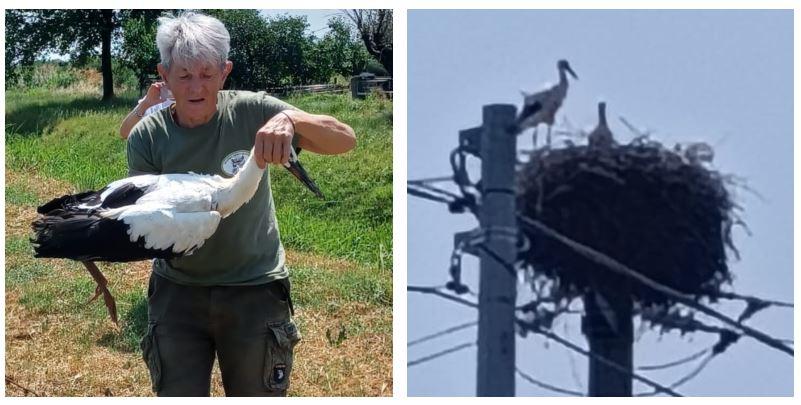 Cicogna ferita recuperata a Gualtieri: grave ma in cura, i due piccoli sono rimasti nel nido