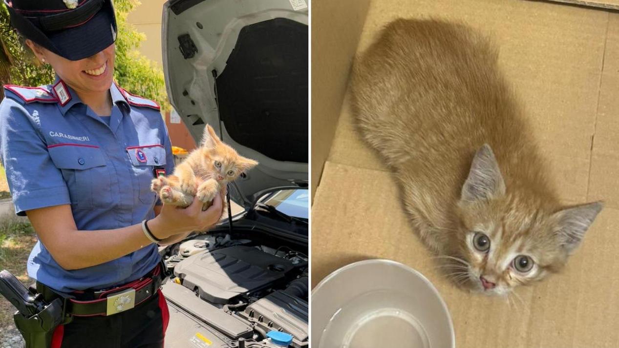 Il gattino salvato dai carabinieri