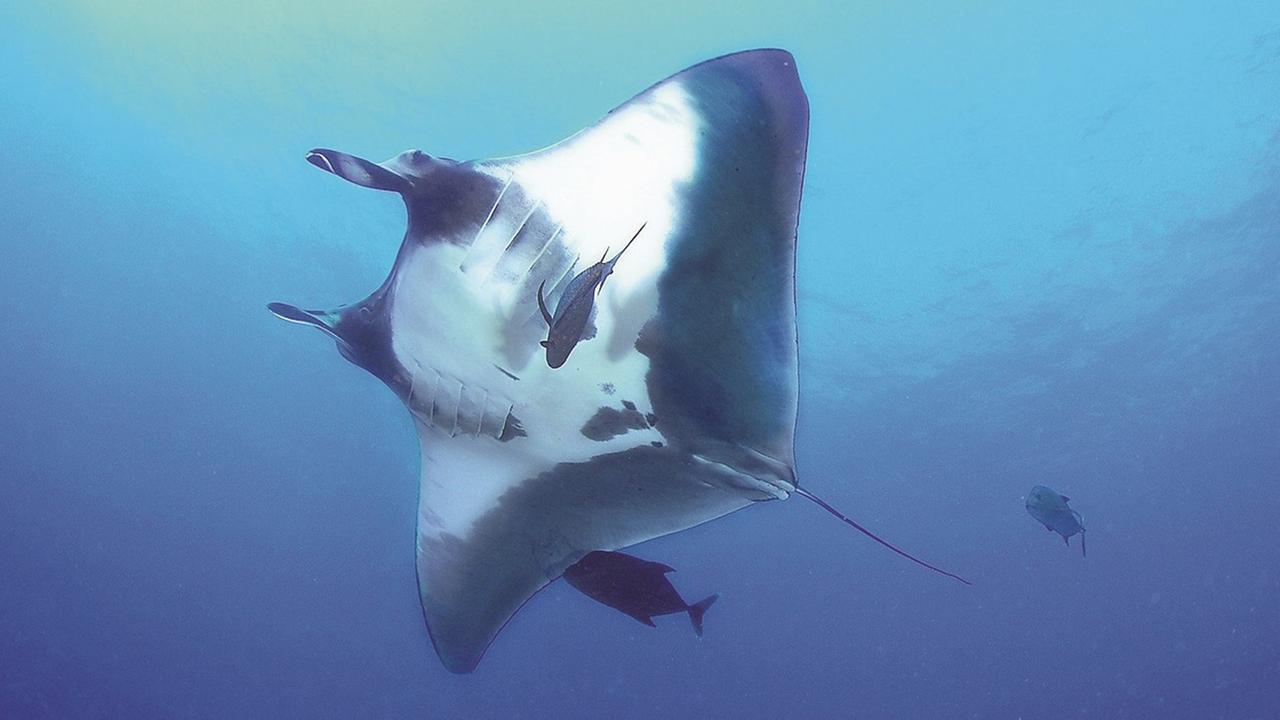 Mante sulla battigia con i bagnanti, i biologi marini lanciano l’allarme