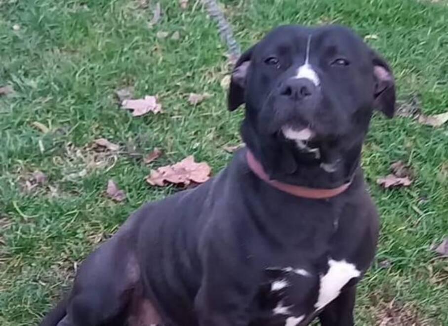 Bondeno, cane non restituito. «Non sono una ladra, lo sto curando»<br>
