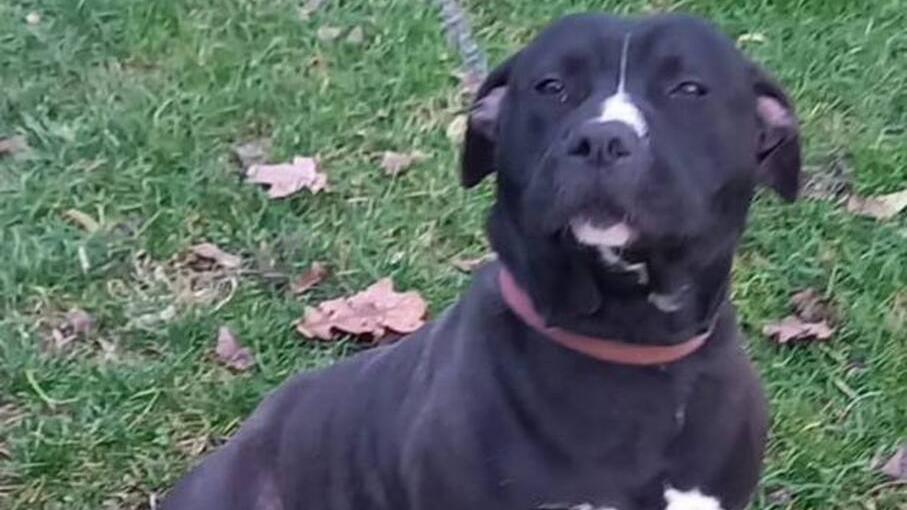 Bondeno, cane non restituito. «Non sono una ladra, lo sto curando»<br>