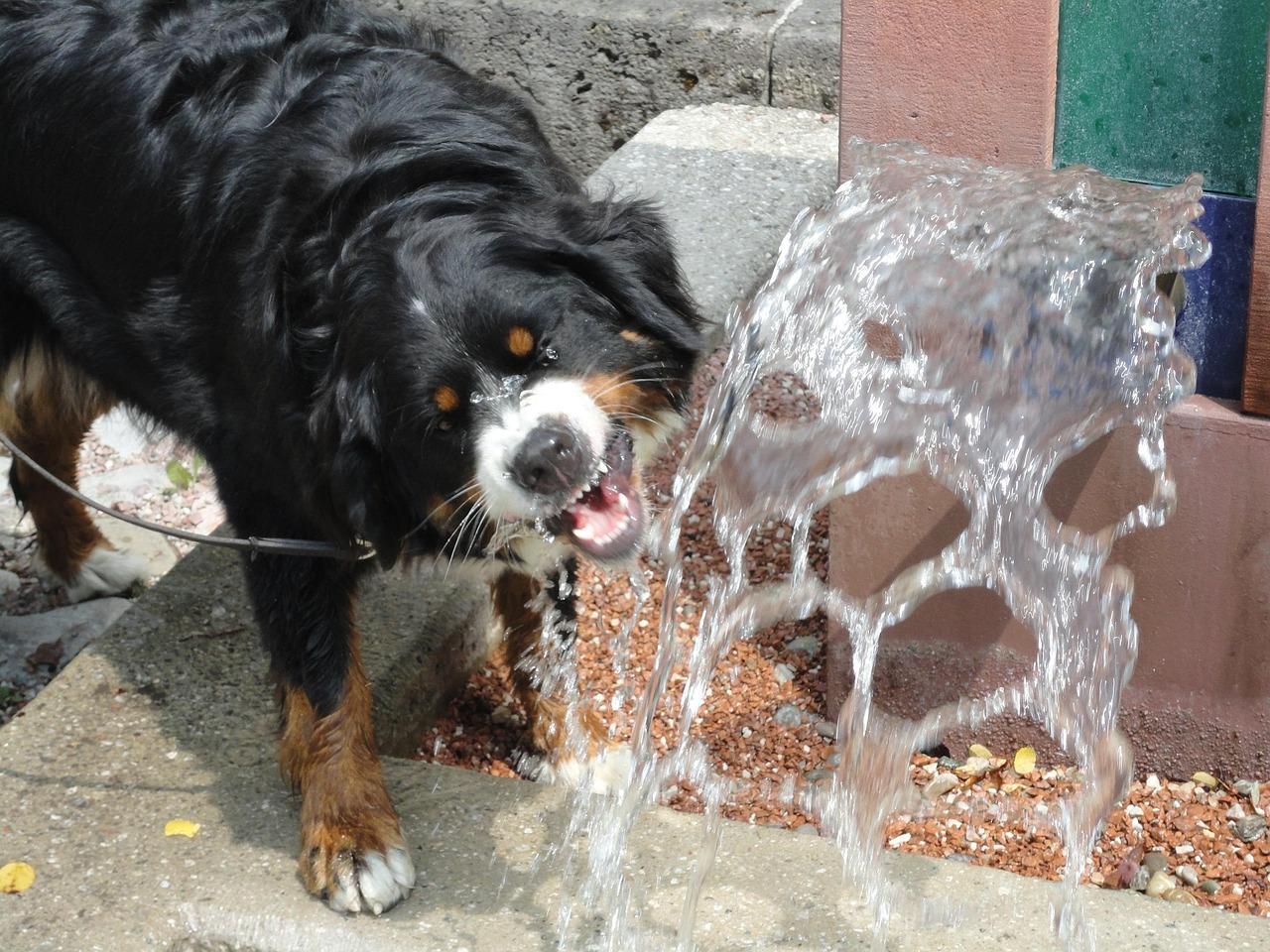 Il caldo un rischio per i nostri cani: cosa c’è da sapere