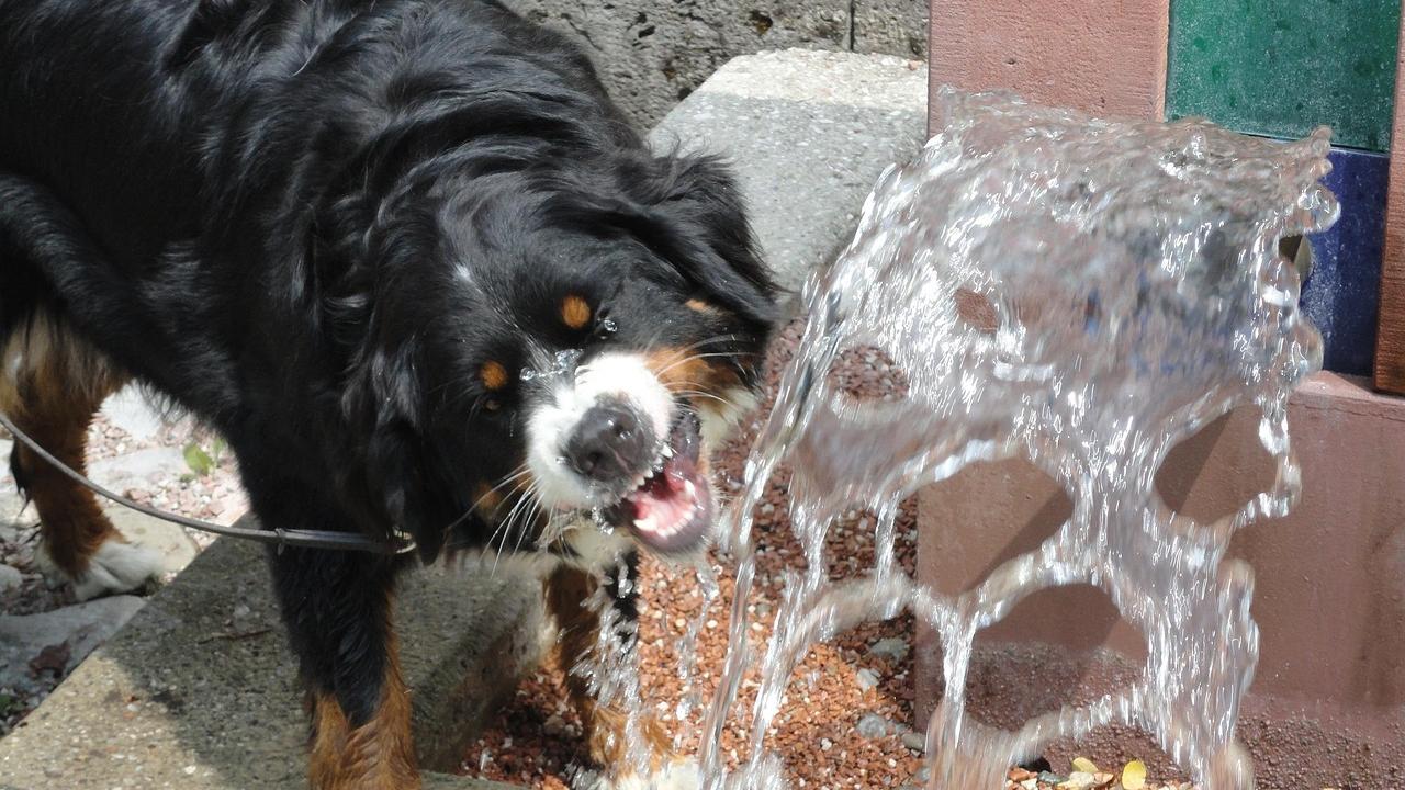 Il caldo un rischio per i nostri cani: cosa c’è da sapere