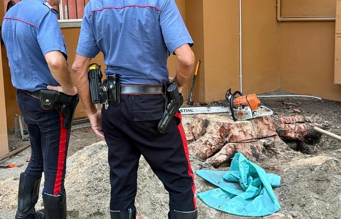 Si amputa il piede con la motosega durante il giardinaggio. Incidente sul lavoro a Lido Spina