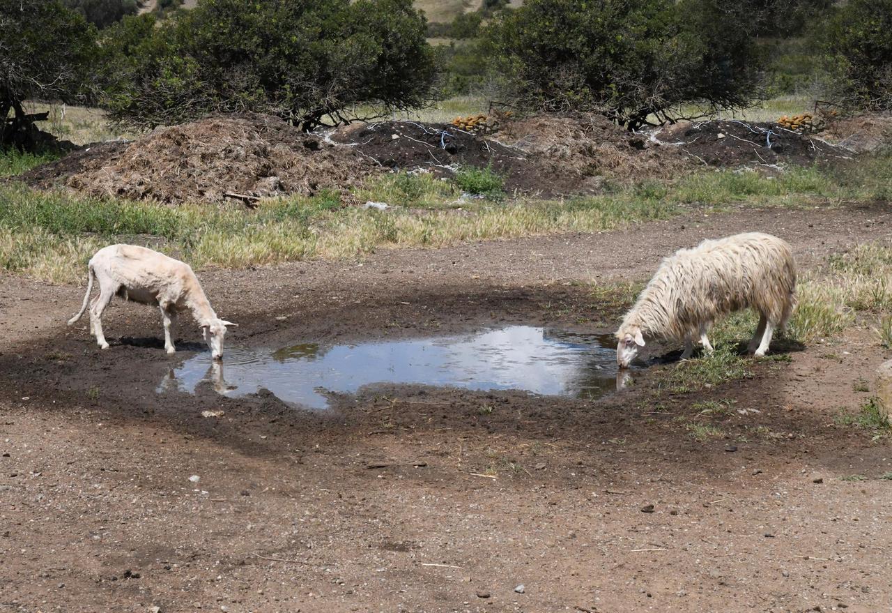 Siccità, la Nurra chiede lo stato di calamità naturale