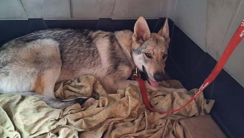 Il cane che stavano cercando