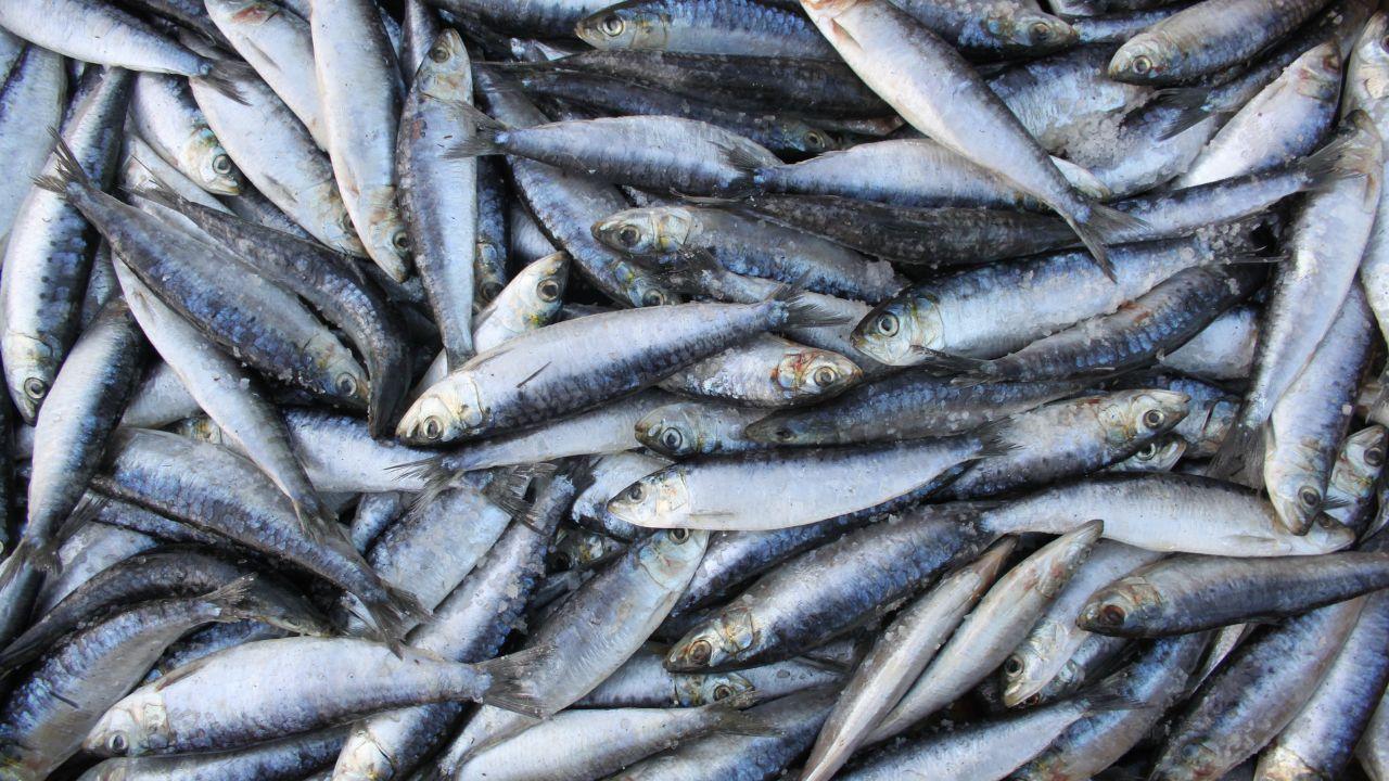 
	Sardine ritirate dal mercato (Foto di repertorio)

