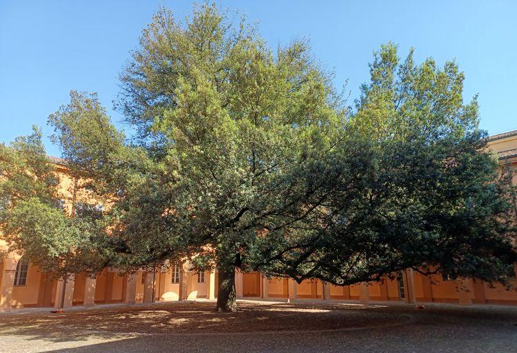 
	Il Cortile del Leccio ospiter&agrave; levento

