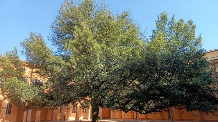 Il Cortile del Leccio ospiterà levento