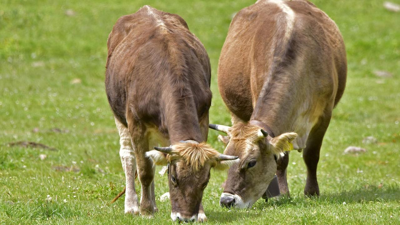 Dermatite bovina contagiosa, il virus sbarca nella Penisola – IL PUNTO SULL’EMERGENZA