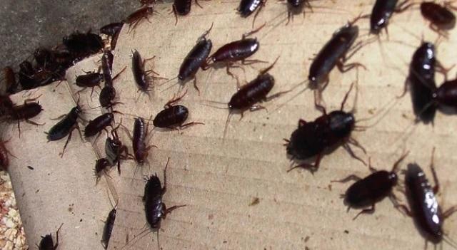 Livorno, invasione di blatte in via Poccianti. L’appello: «Subito la disinfestazione»<br>
