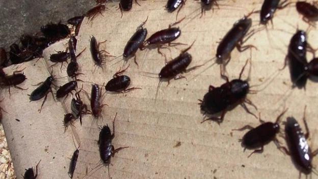 Livorno, invasione di blatte in via Poccianti. L’appello: «Subito la disinfestazione»<br>