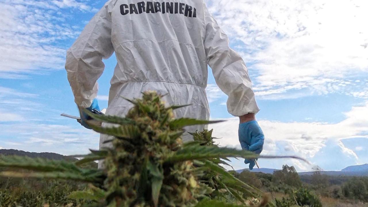 Droga, maxi operazione: scoperta piantagione di marijuana e sequestrate 300 piante