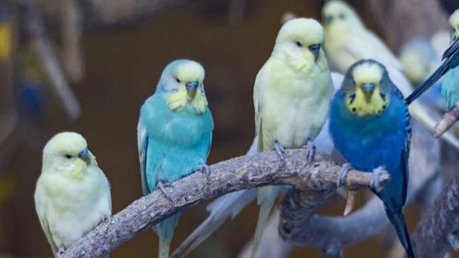 Negozio abusivo di cocorite e uccelli esotici, scatta la denuncia per i proprietari