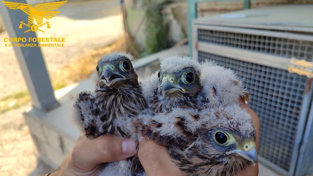 Tre piccoli pulli di gheppio cadono dal nido, salvati dagli agenti della Forestale