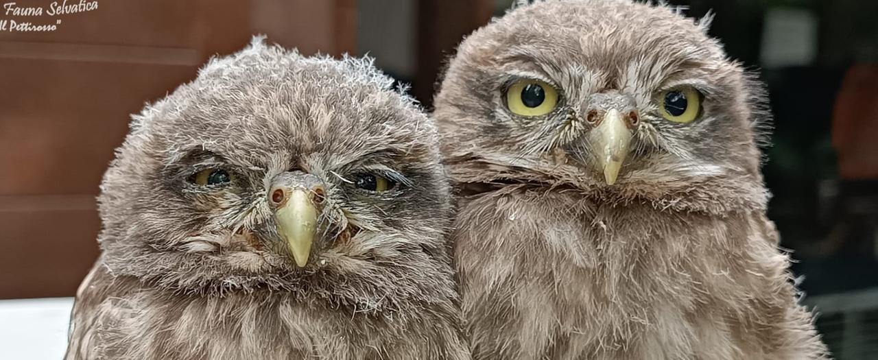 
	Le due civette salvate sui binari

