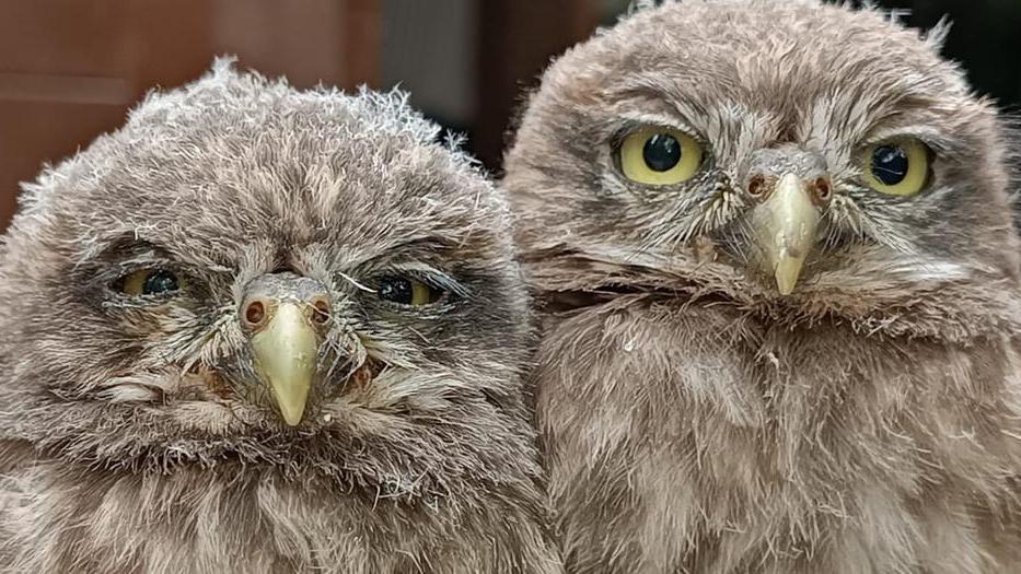 Le due civette salvate sui binari