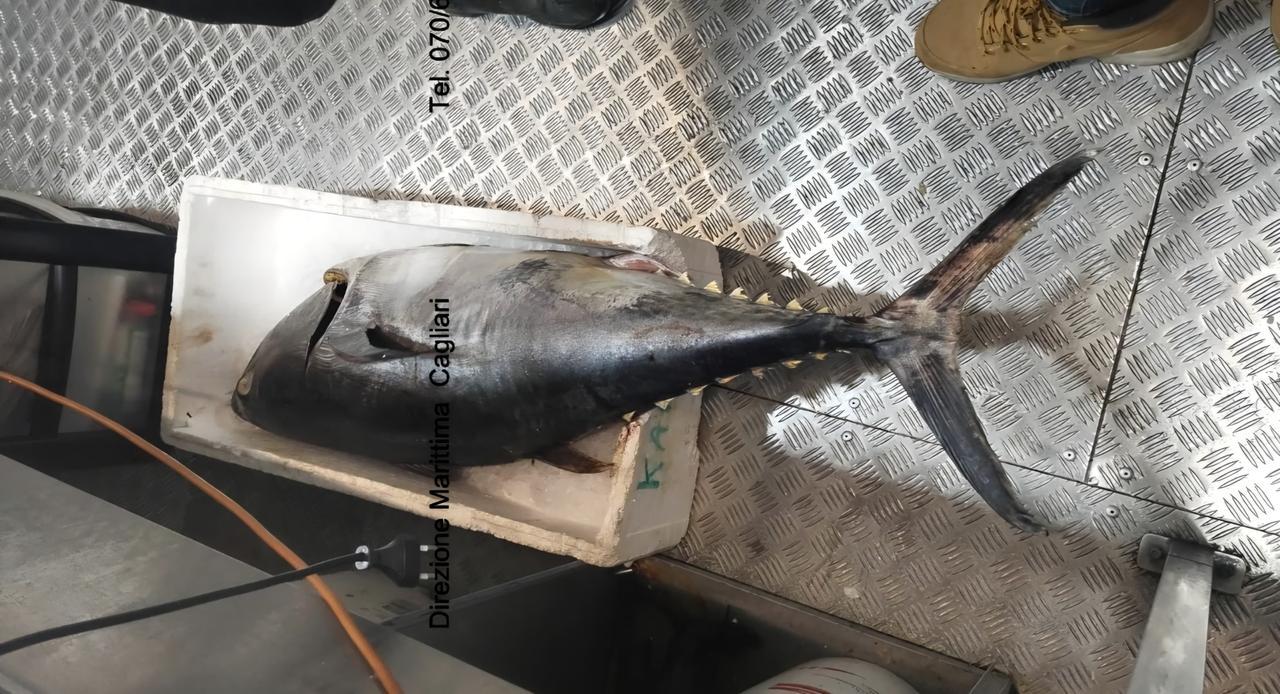 Tonno rosso e bottarga illegali: maxi sequestro da 200 chili