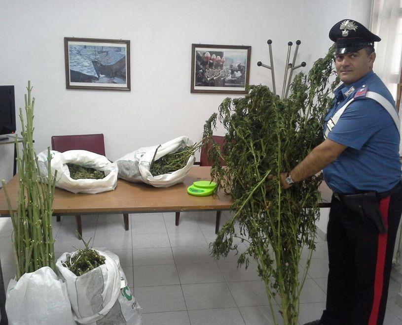 Piantagione di droga nell’ovile 