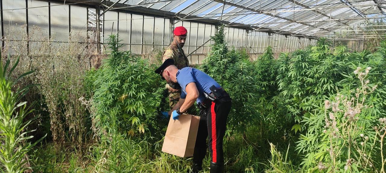 Maxi sequestro di marijuana: arrestato un 51enne – VIDEO