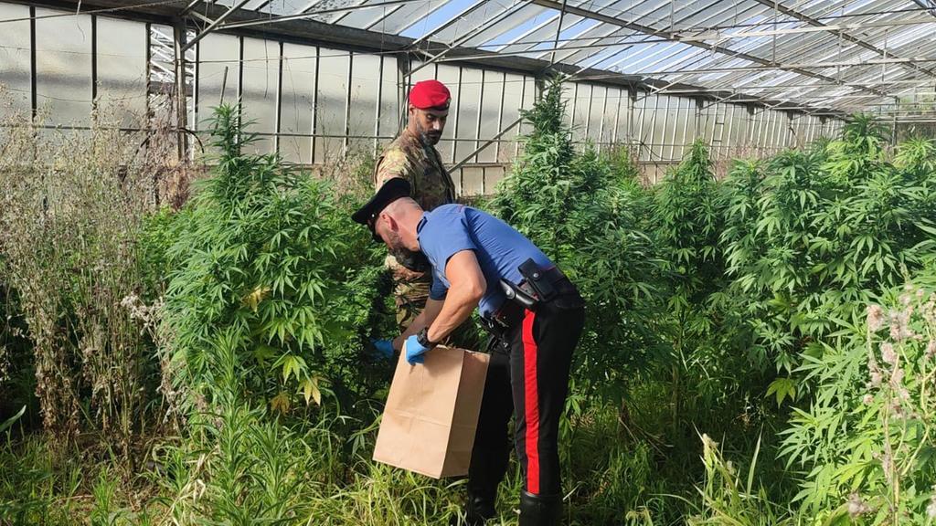 Maxi sequestro di marijuana: arrestato un 51enne – VIDEO
