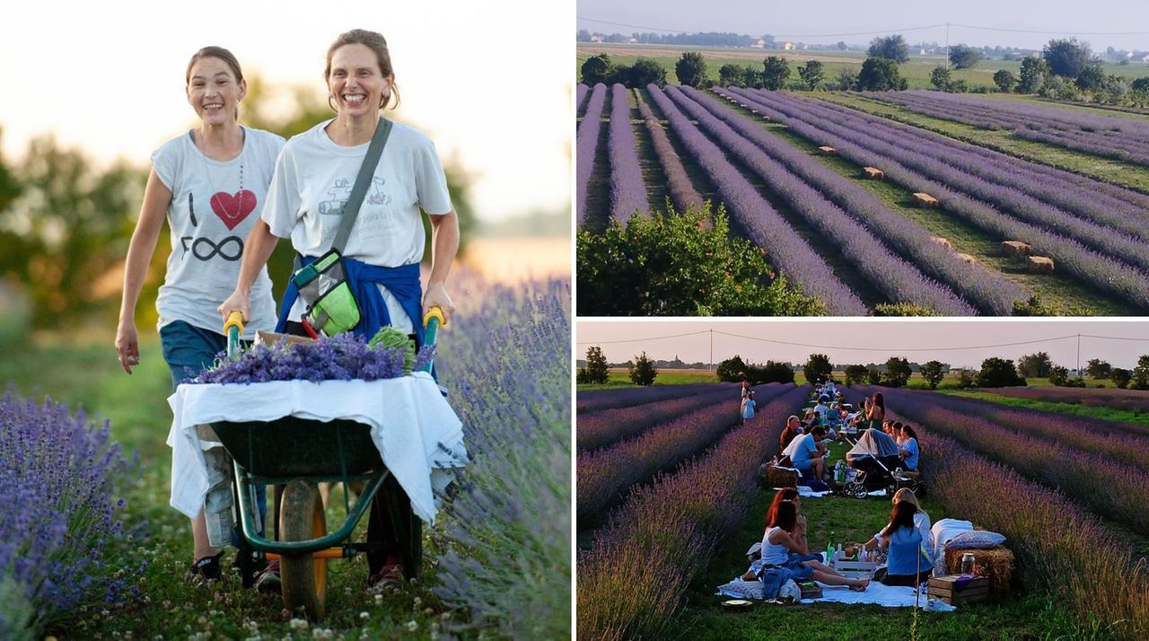 La lavanda colora e profuma la Bassa: è la fattoria “Principe Felice” di Mirandola