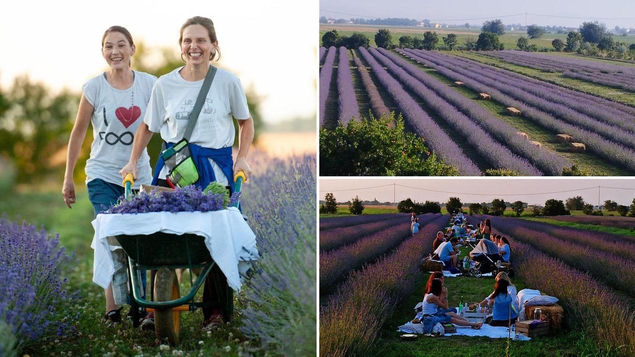 La lavanda colora e profuma la Bassa: è la fattoria “Principe Felice” di Mirandola