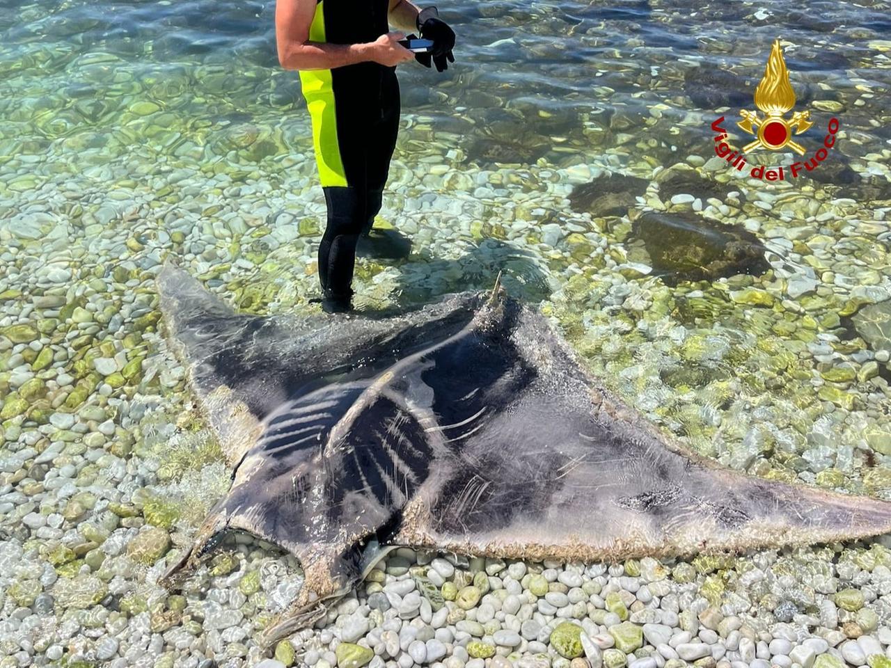 La mobula trovata morta a Marina di Pisa