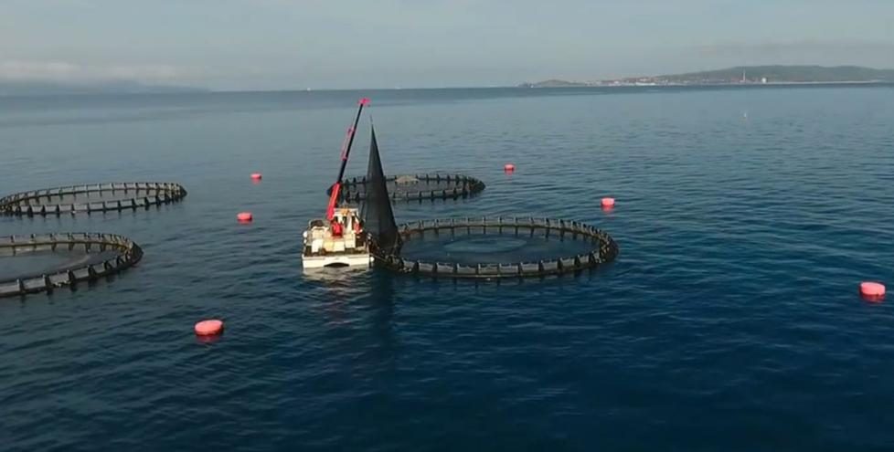
	Gabbie per l&rsquo;allevamento offshore nel golfo di Follonica

