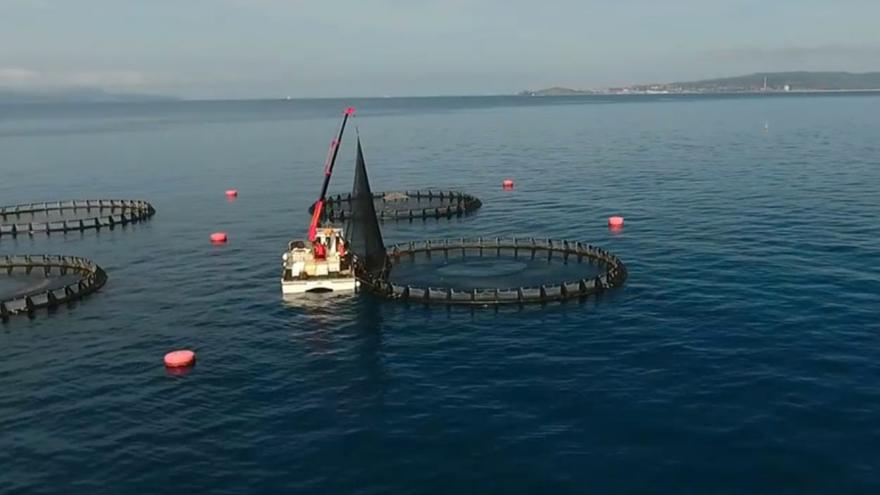 Gabbie per l’allevamento offshore nel golfo di Follonica