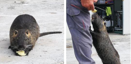 La storia di Osvaldo, la nutria mascotte degli abitanti di Canali: «Viene quando ha fame, gli piacciono le carote e le mele Golden»