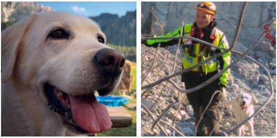 E’ morta Maya, labrador eroina dei vigili del fuoco: era in prima linea dopo il crollo del ponte Morandi