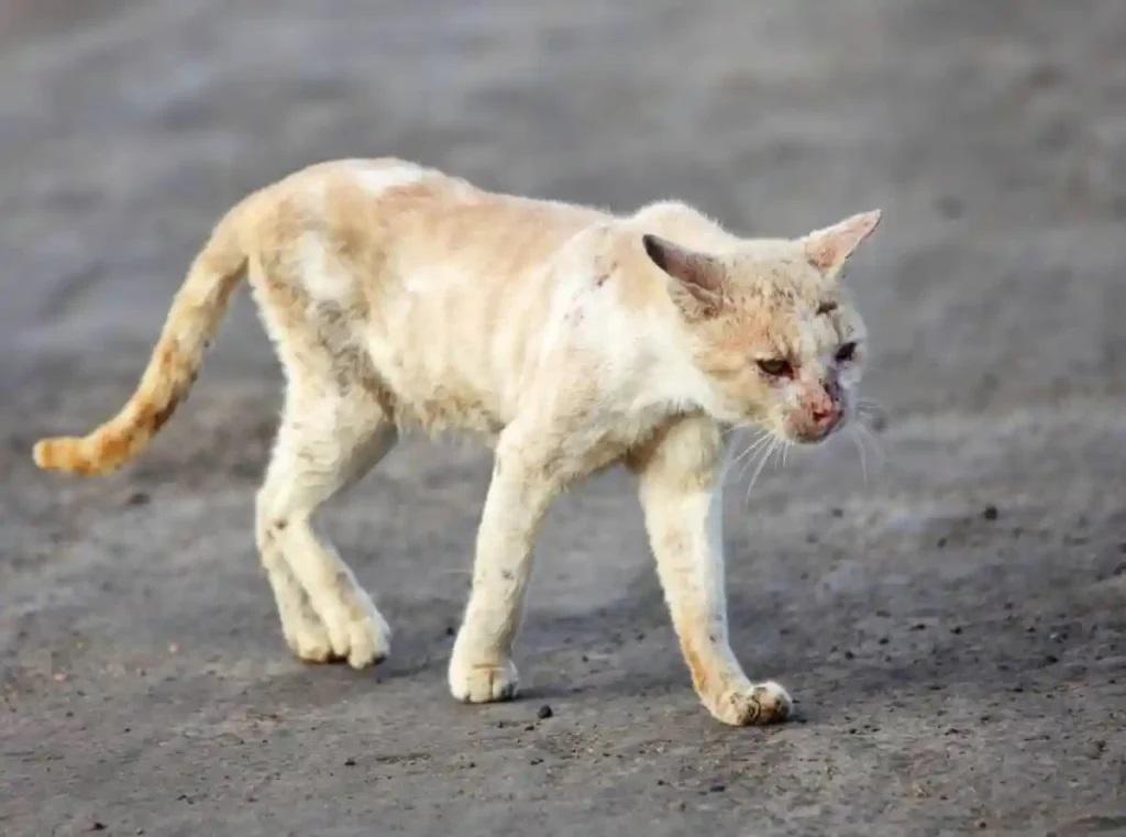 Un gatto che ha contratto la Fip