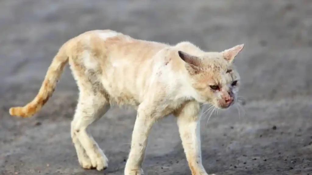 Un gatto che ha contratto la Fip