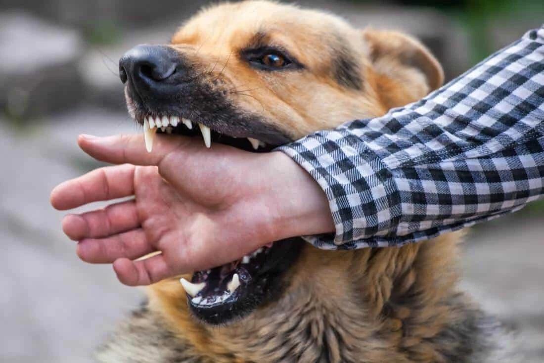 Cani aggressivi, come riconoscerli e prevenirne i comportamenti a rischio