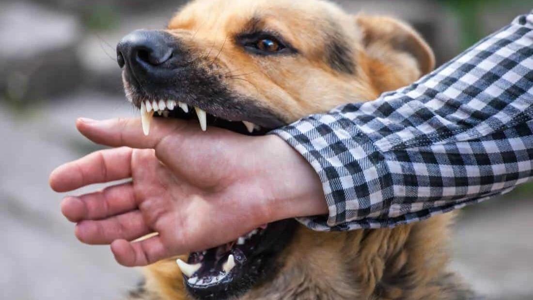Cani aggressivi, come riconoscerli e prevenirne i comportamenti a rischio
