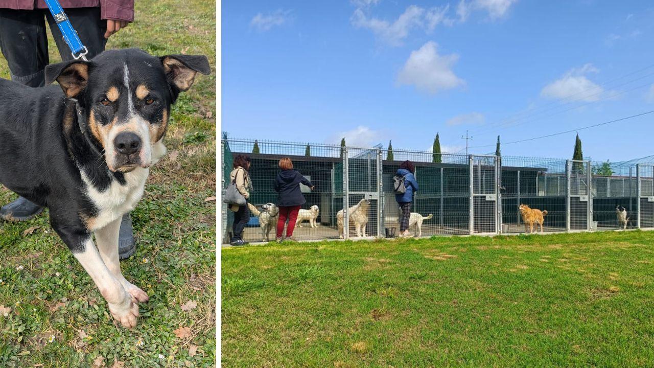 Rocky ha bisogno di un intervento