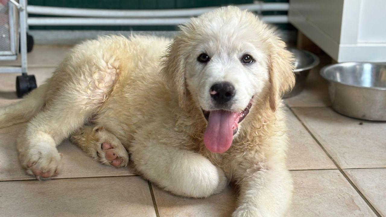 Cucciolata di 13 pastori maremmani
subito adottata: inizia un’altra vita
