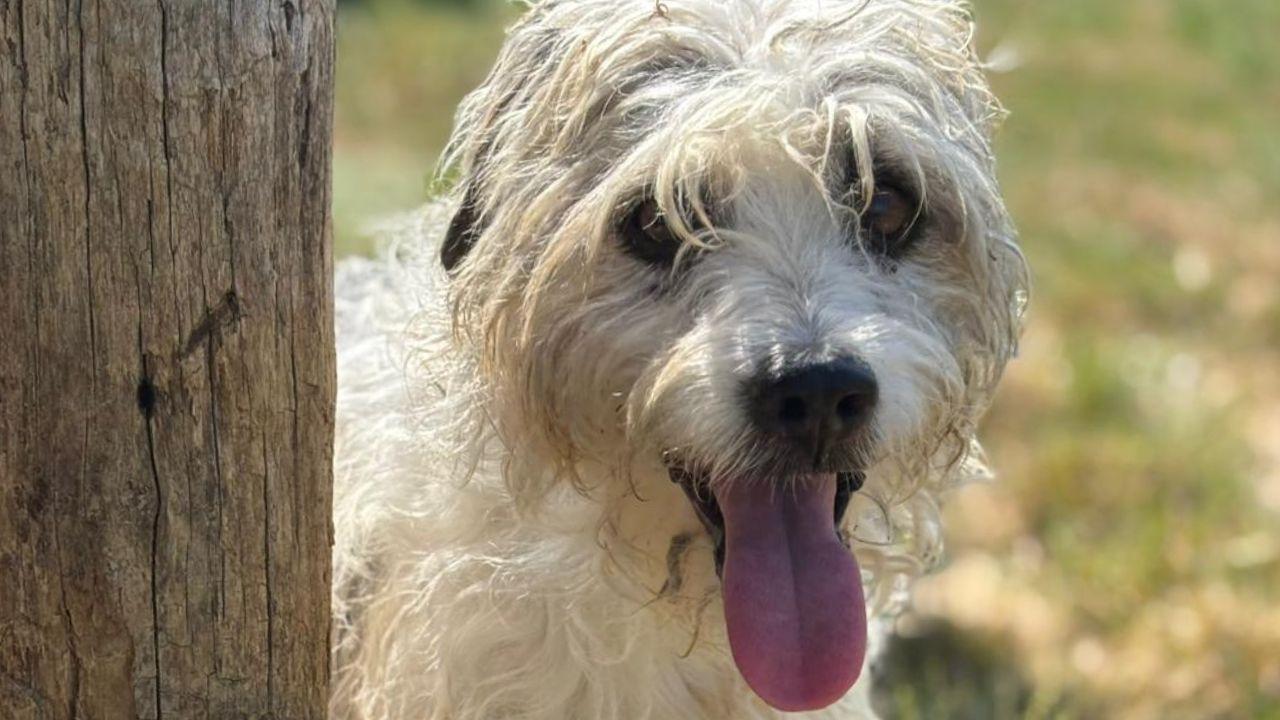 Pepe, adottato  a 17 anni
