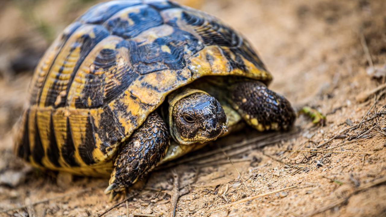 Sempre più tartarughe in fuga tra le strade di Reggio: «Ma c’è anche chi le abbandona»